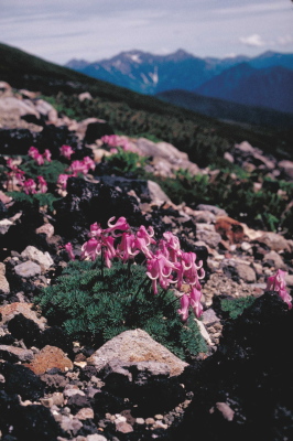 コマクサと吊り尾根