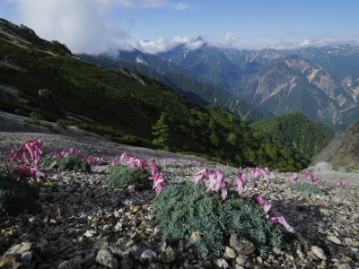  コマクサと槍ヶ岳