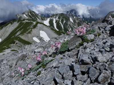  コマクサと針ノ木岳
