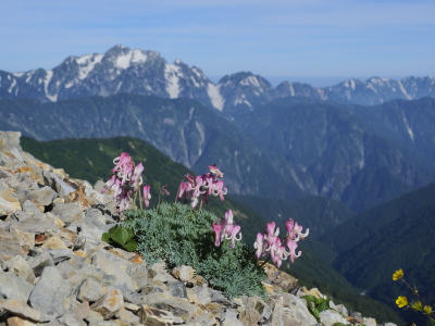 コマクサと剱岳