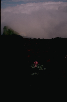 コマクサとブロッケン