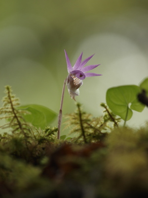 見上げたらホテイランが