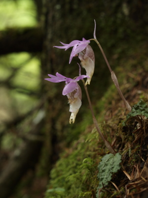 上手に写してね