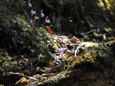  ホテイランの城