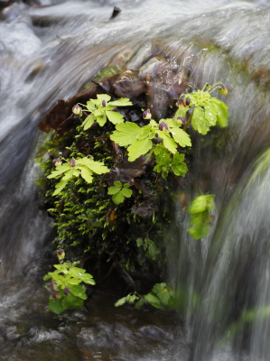 アズマシロカネソウ