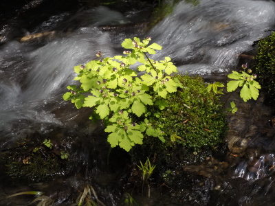 アズマシロカネソウ