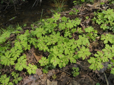 アズマシロカネソウ
