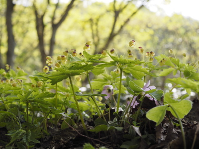 アズマシロカネソウ