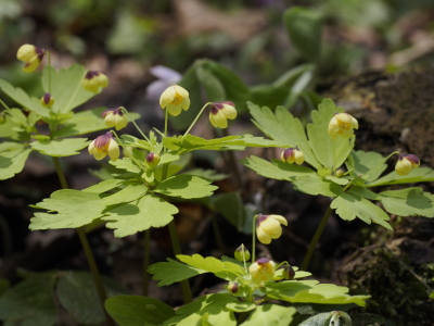  アズマシロカネソウ