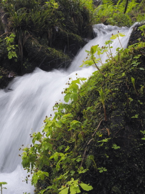 アズマシロカネソウ