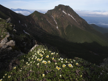 チョウノスケソウ