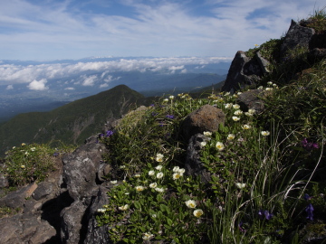 チョウノスケソウ