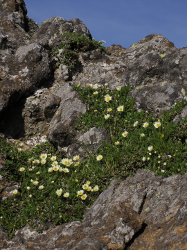 チョウノスケソウ