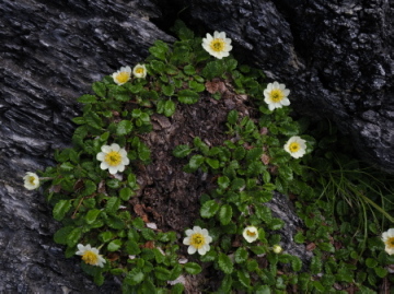 チョウノスケソウ