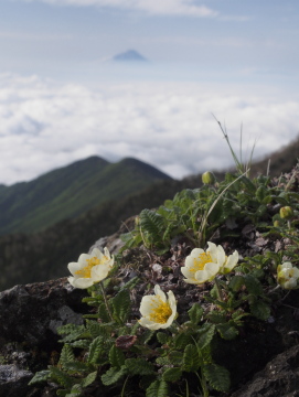 チョウノスケソウ