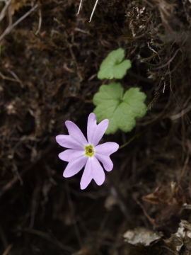 ミョウギイワザクラ