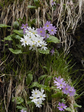 クモイコザクラ