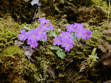 シナノコザクラ