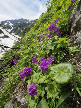 オオサクラソウ