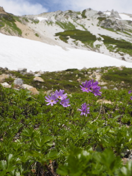 ハクサンコザクラ