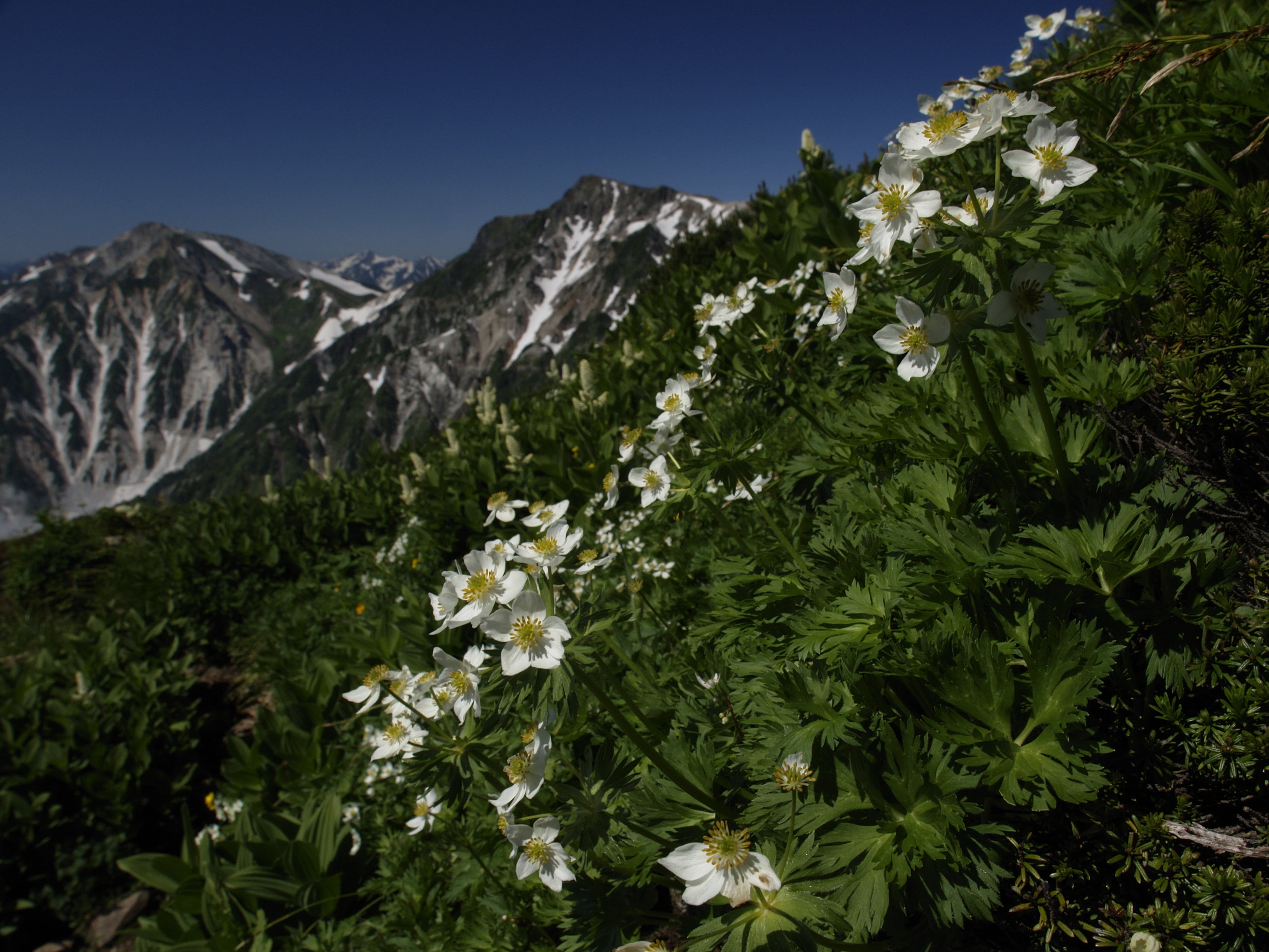 ハクサイイイチゲ